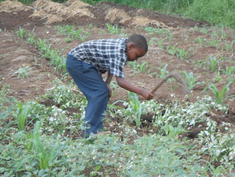 Pokomo boy weeding